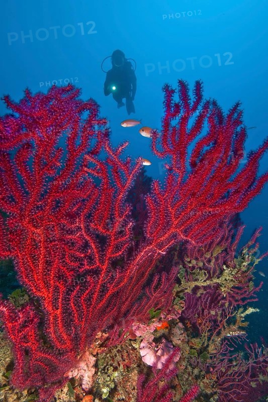 Diver looking at colour changing gorgonian