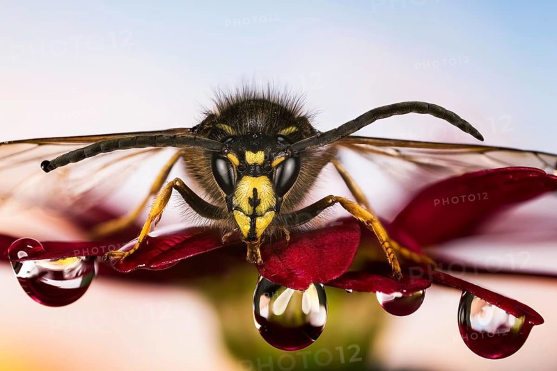 Macro focus Stacking