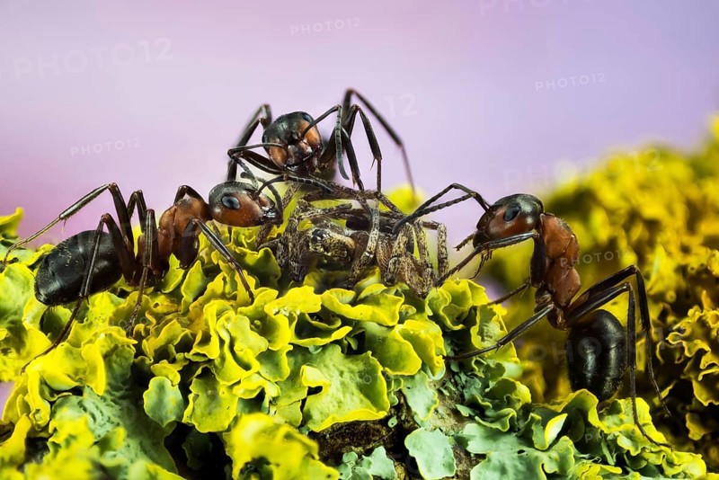 Focus Stacking