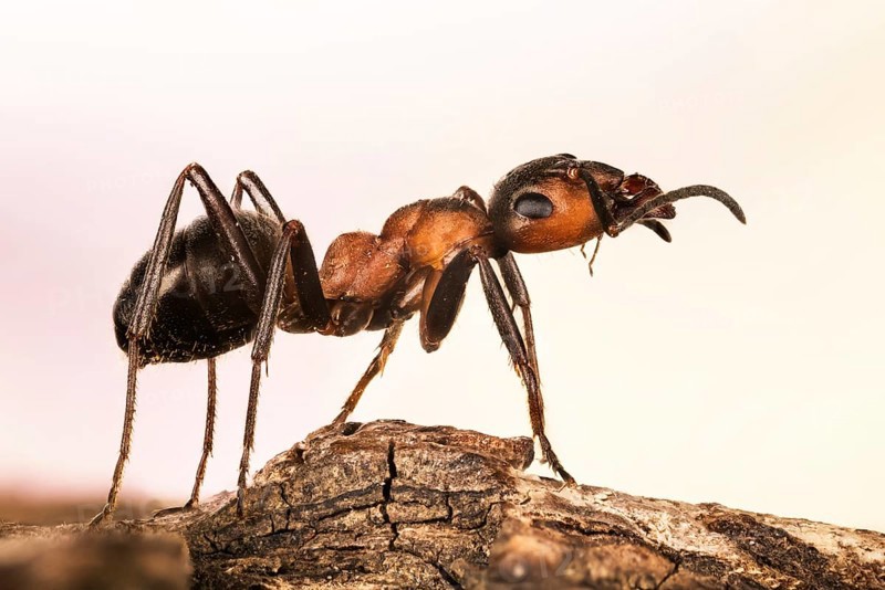 Focus Stacking