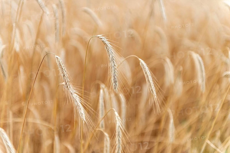 Ears of corn in a field