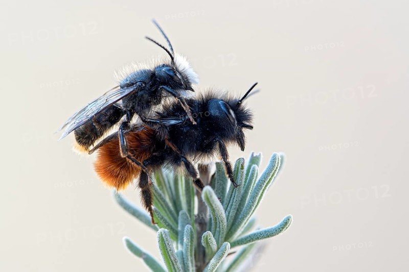 Hornfaced bee