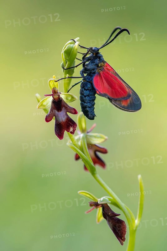 Fly orchid