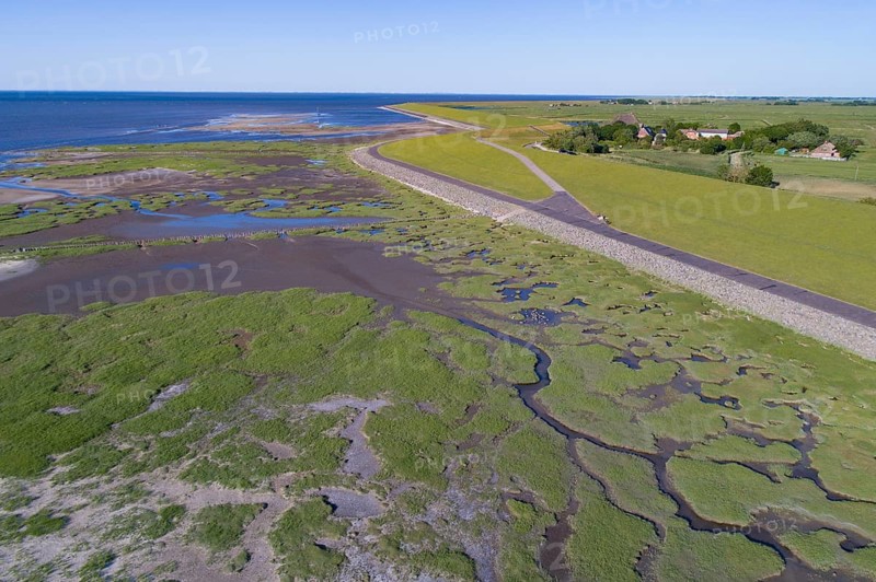 Salt marshes in front of the dike