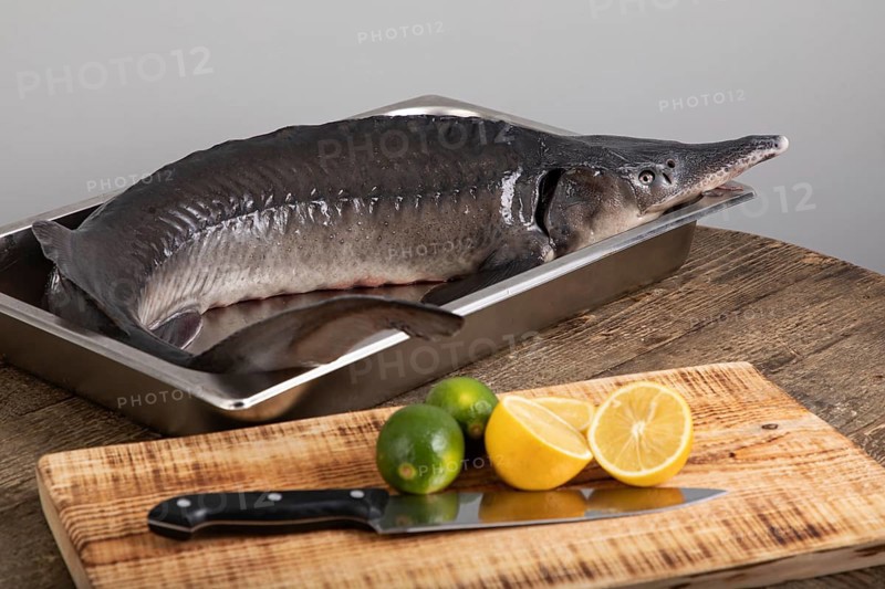 Raw sturgeon fish with limes and lemons around it