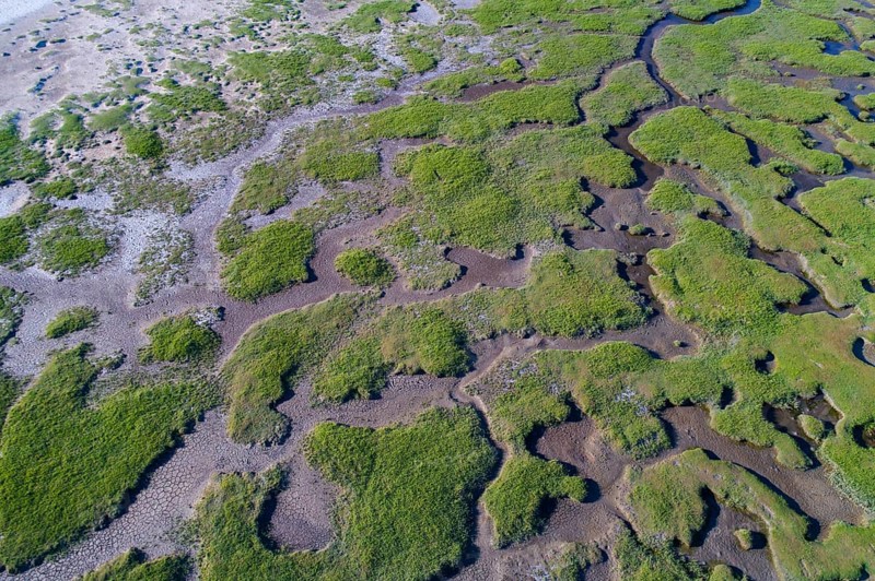 Salt marshes in front of the dike