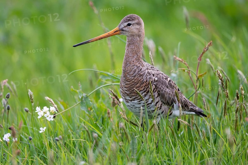 Black-tailed godwit