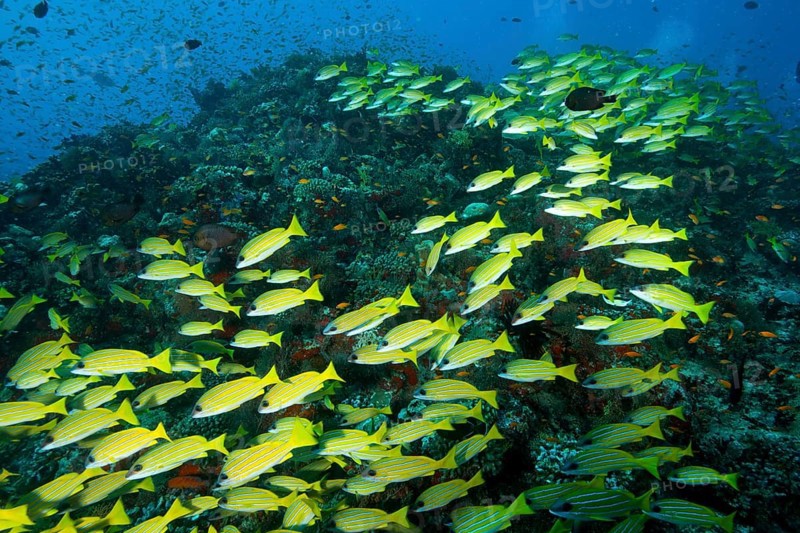 School of fish blue stripe snapper