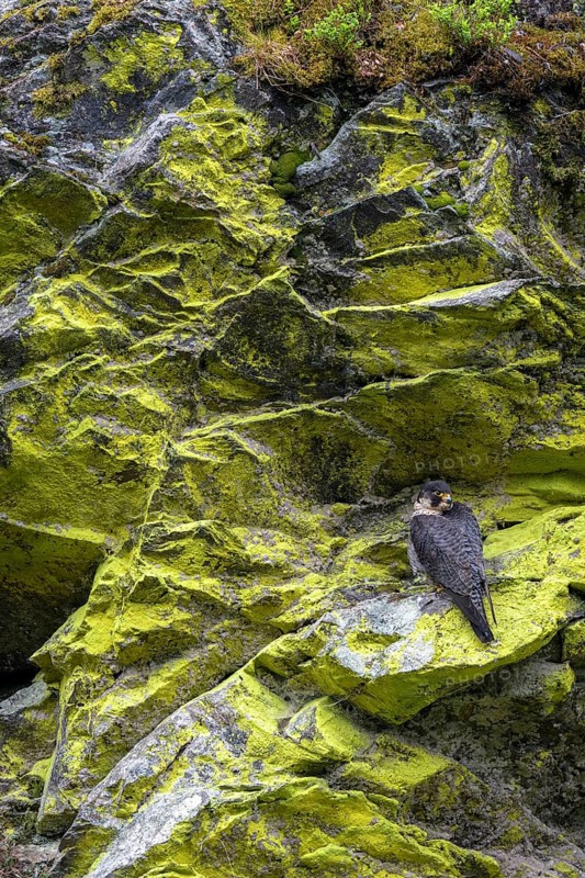 Peregrine falcon Falcon