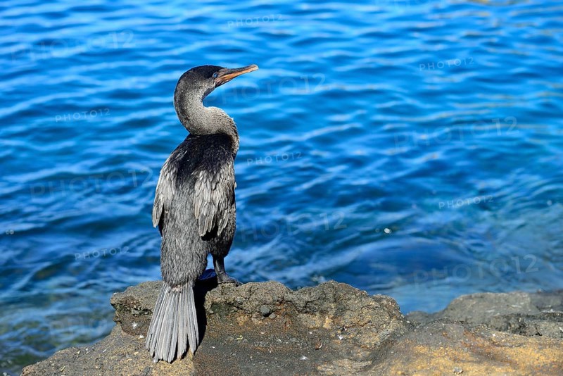 Flightless Cormorant