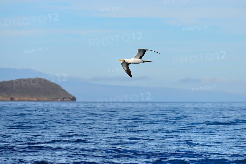 Nazca Booby