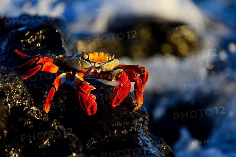 Red rock crab