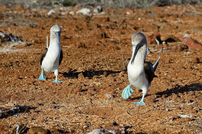 Courting blue-footed boobies