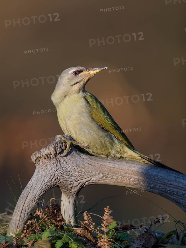 Grey-headed woodpecker