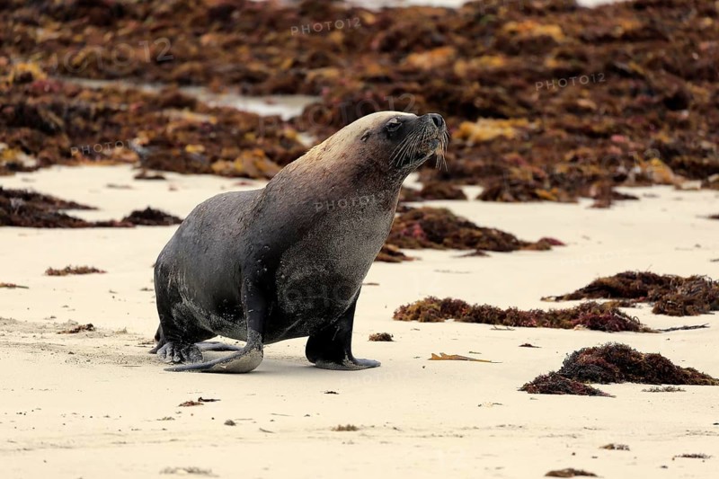 Australian sea lion