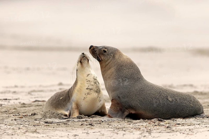 Australian sea lion
