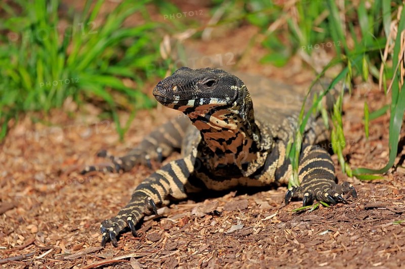 Lace monitor a