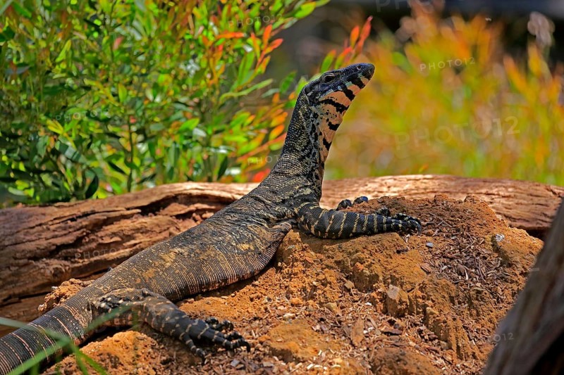 Lace monitor a