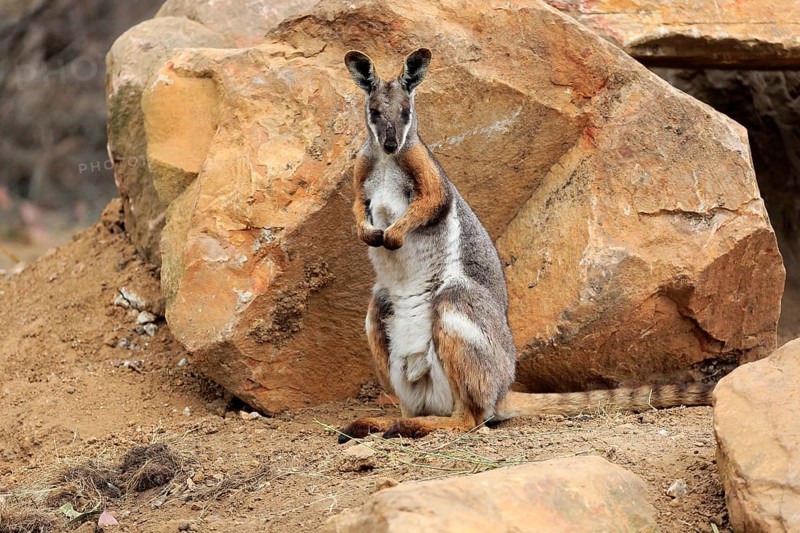 Yellow-footed rock-wallaby