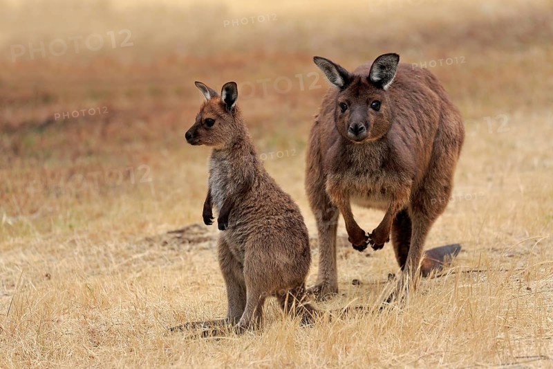 Kangaroo Island grey kangaroo