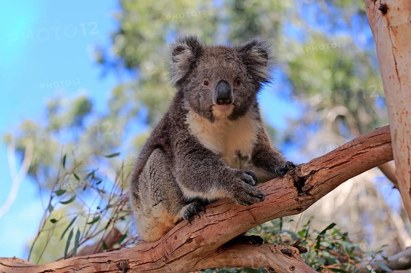 Koala