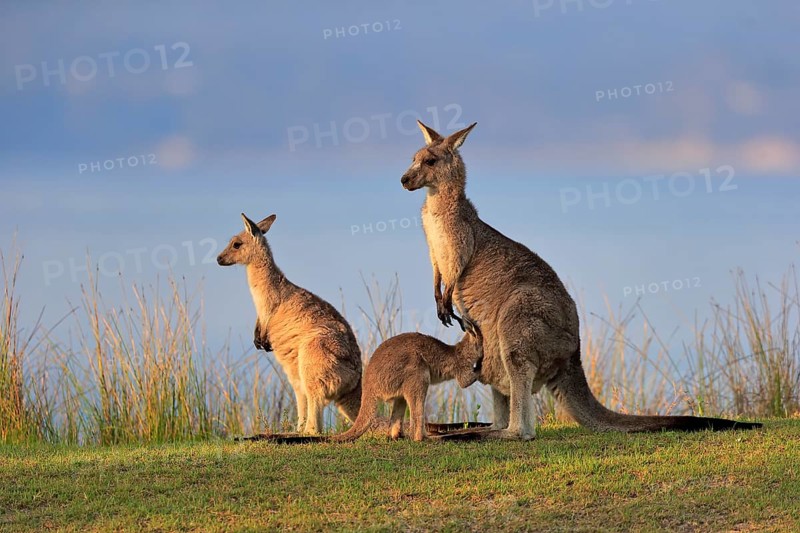 Eastern grey kangaroo