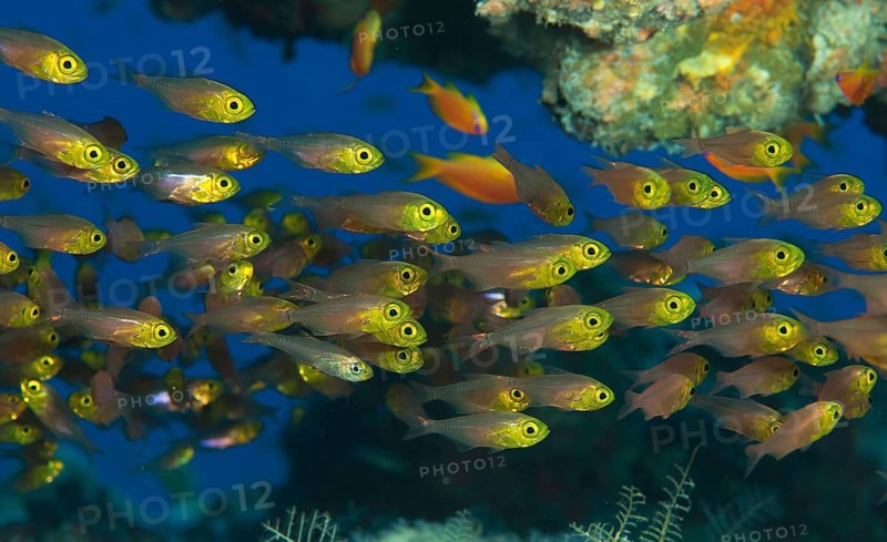 Shoal of Golden Glassfish