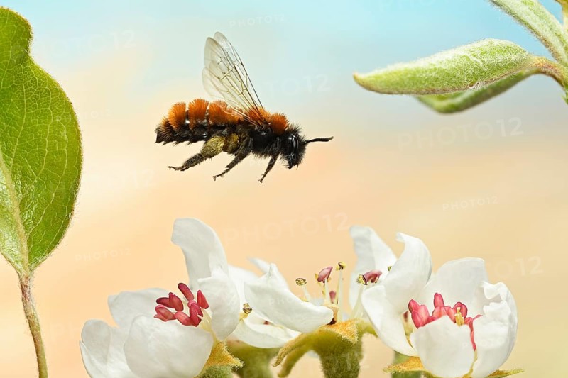 Tawny mining bee