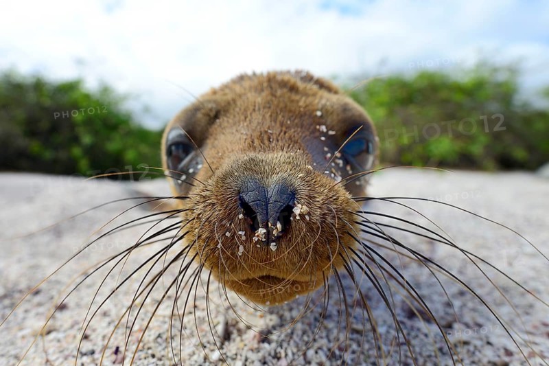 Young Galapagos sea lion