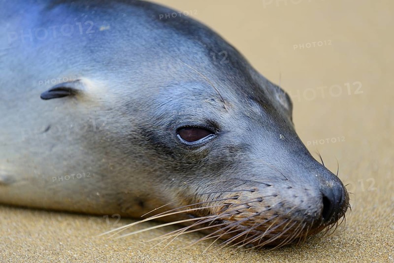Galapagos sea lion
