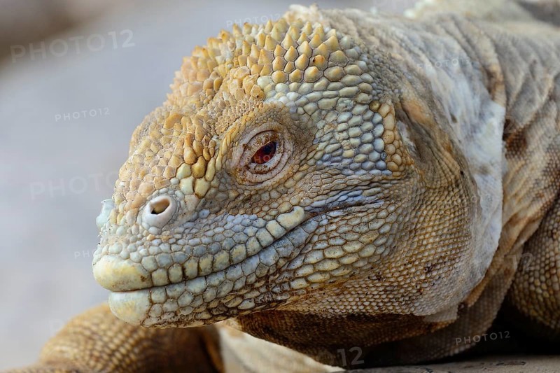 Druze head or Galapagos land iguana