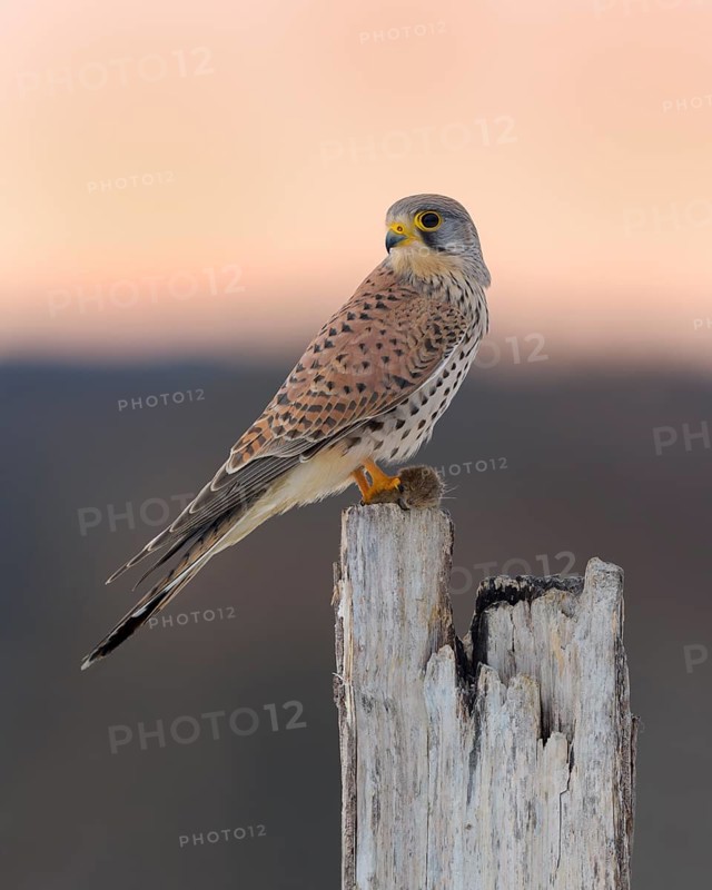 Common Common Kestrel