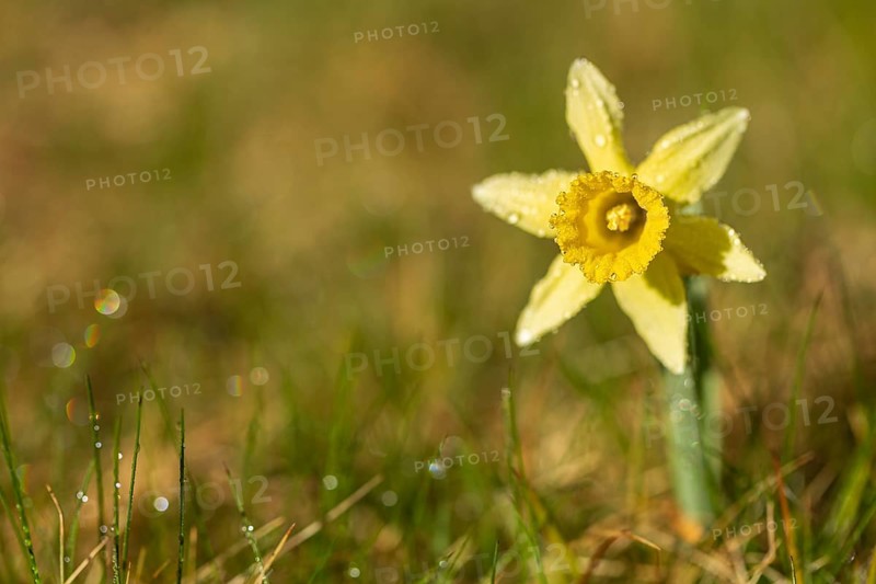 Wild yellow