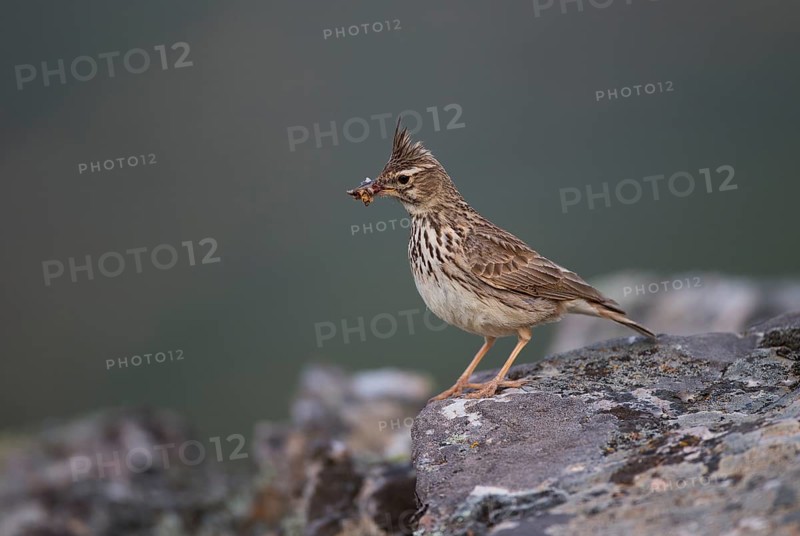 Thekla Lark