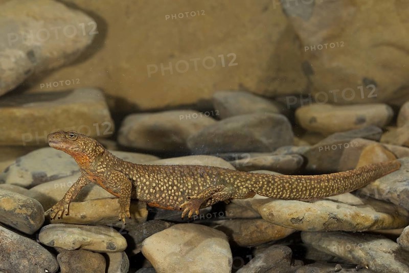 Pyrenean brook salamander
