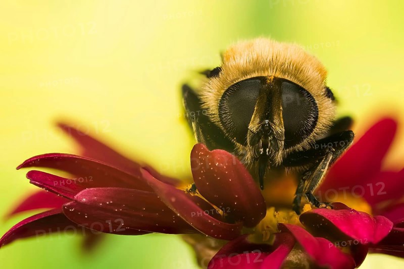 Narcissus Bulb Fly