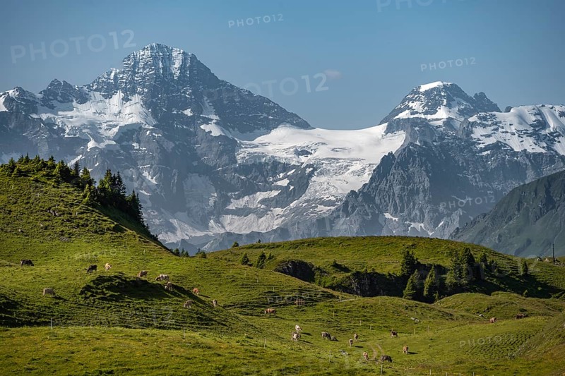 Cows on a mountain pasture