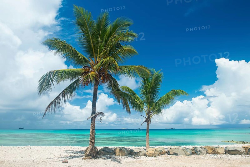 Palm trees in the beautiful lagoon of Funafuti
