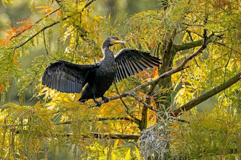 Great cormorant
