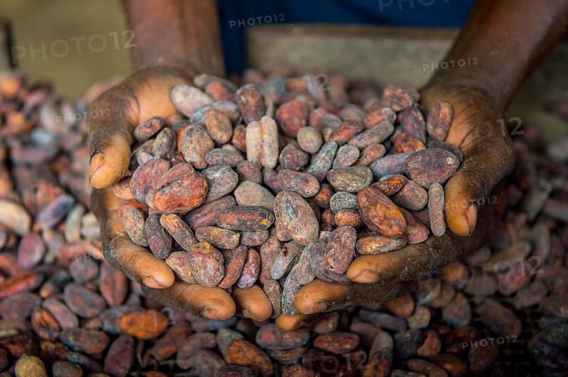 Woman holding cocoa beans in ther hands