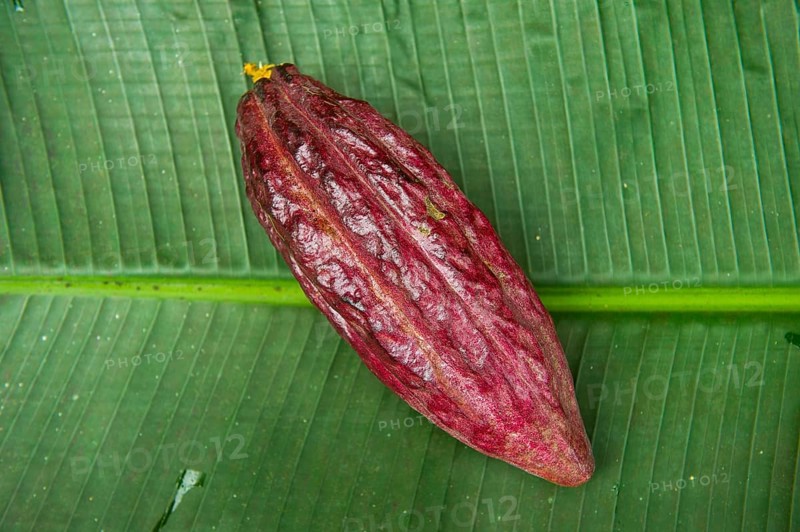 The cocoa bean