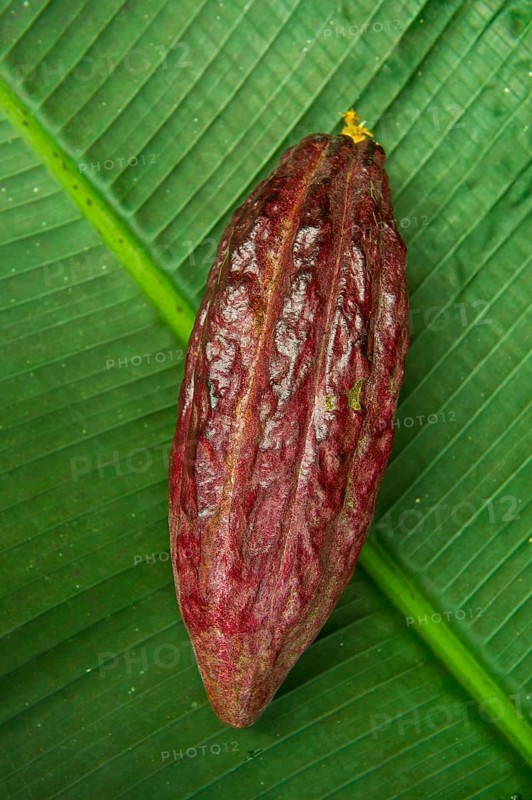 The cocoa bean