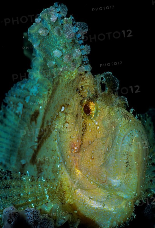 Leaf scorpionfish