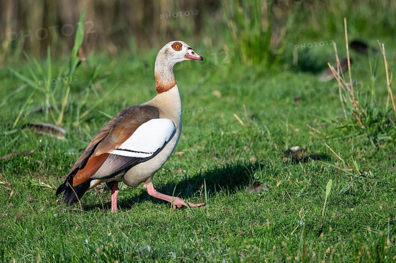 Egyptian goose