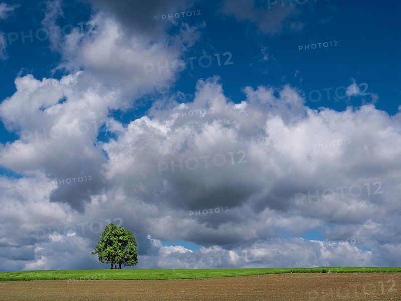 Lonely pair of trees in a meadow under thunderclouds