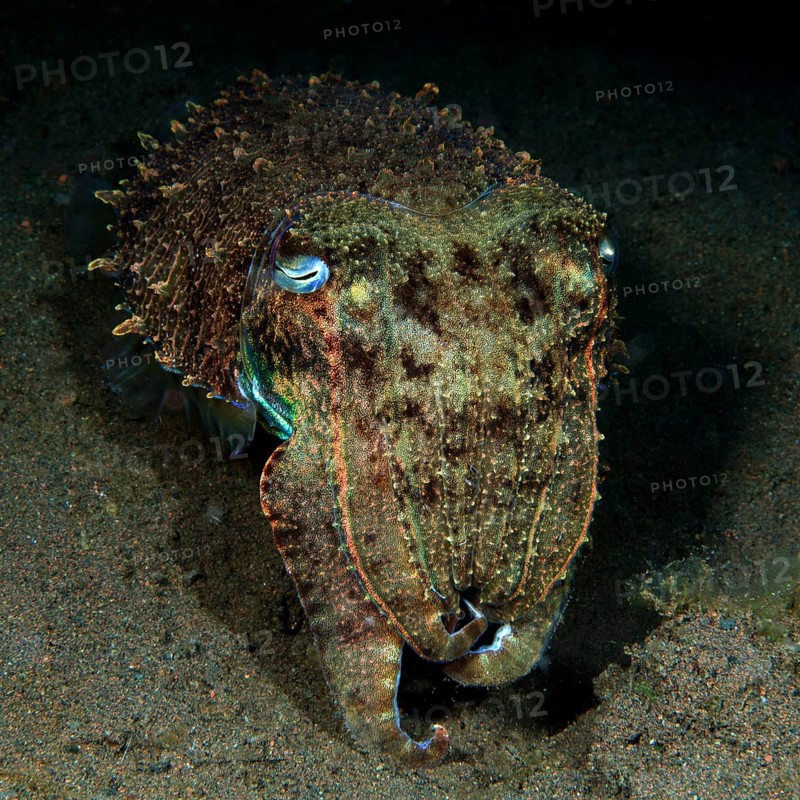 Broadclub Cuttlefish