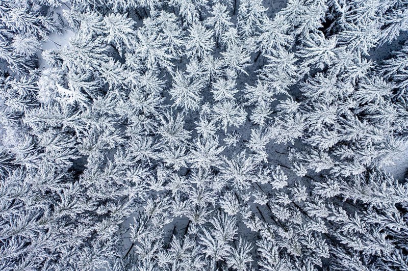 Snowy conifers
