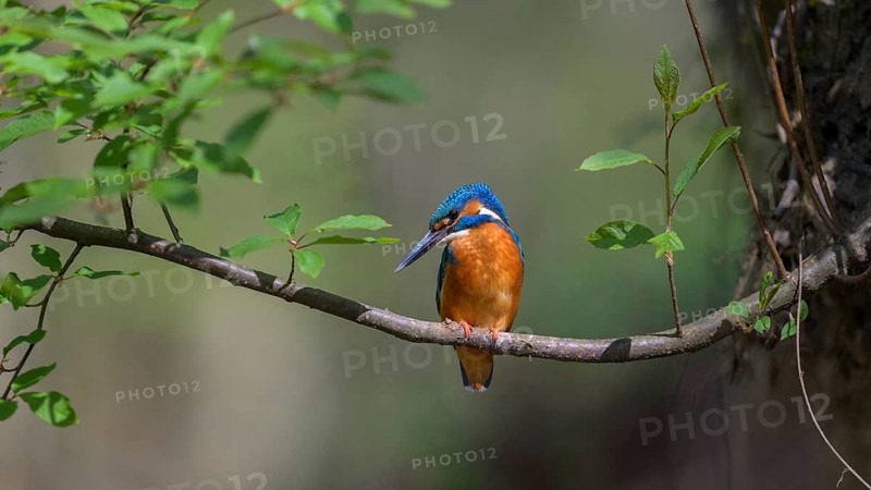 Common kingfisher
