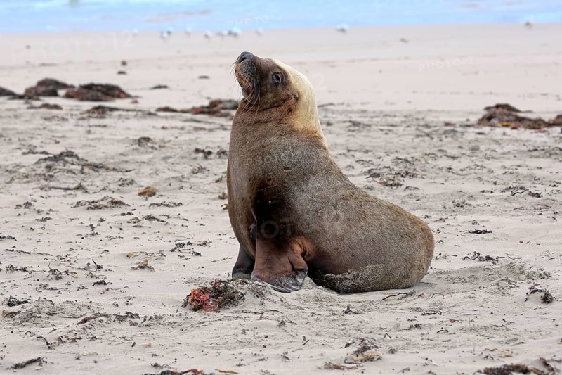 Australian sea lion