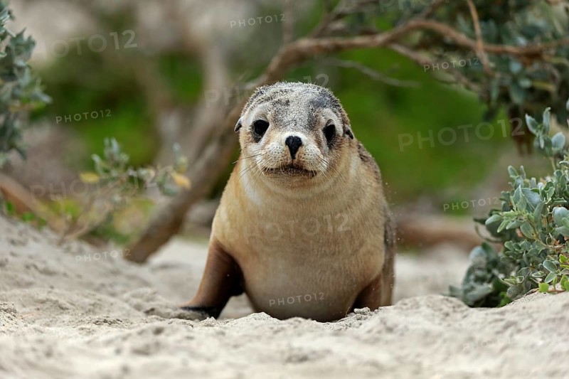 Australian sea lion
